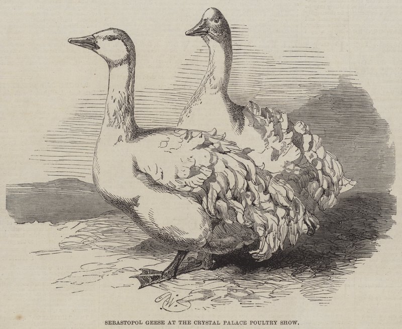 Sebastopol-Gänse auf der Crystal Palace Geflügelschau von Harrison William Weir