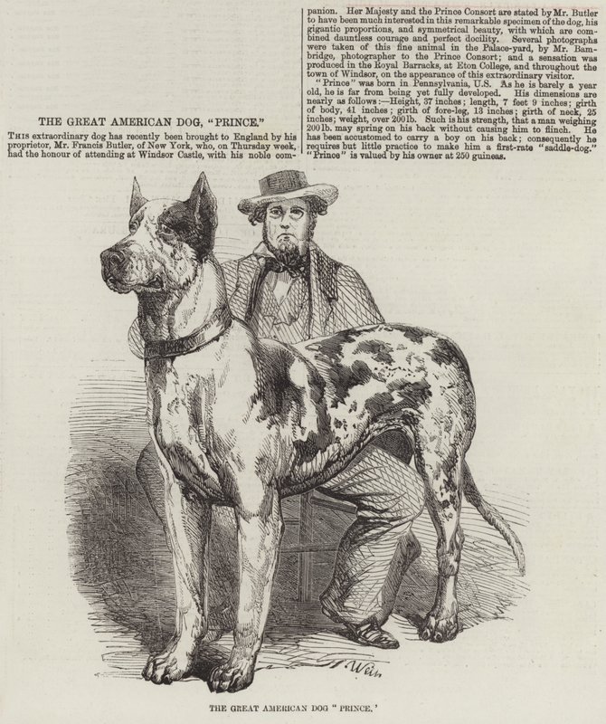 Der große amerikanische Hund Prinz von Harrison William Weir