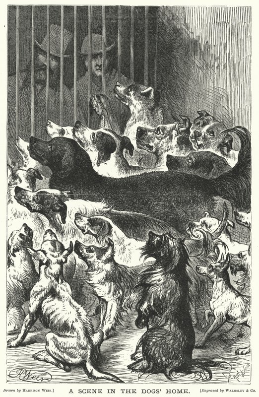 Eine Szene im Hundeheim von Harrison William Weir