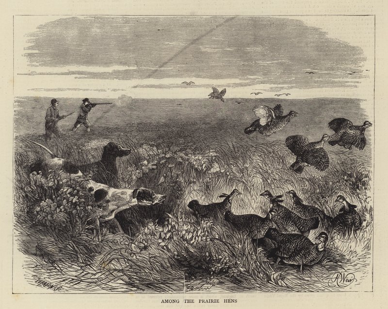 Unter den Präriehühnern von Harrison William Weir