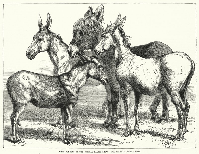 Preisgekrönte Esel auf der Crystal Palace Show von Harrison William Weir