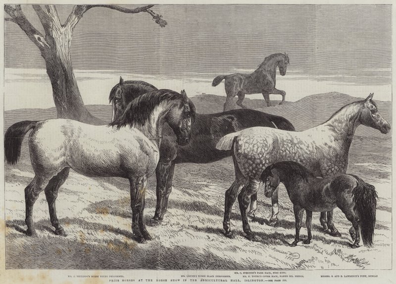 Preispferde auf der Pferdeschau in der Agricultural Hall, Islington von Harrison William Weir