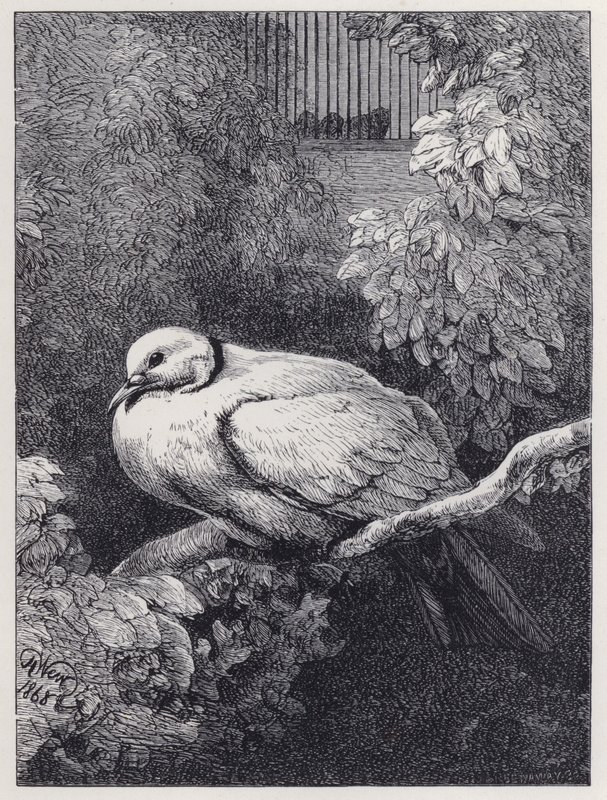Die unglückliche Taube von Harrison William Weir