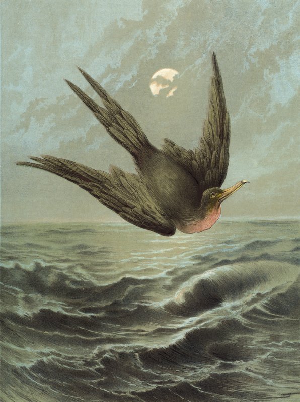 Fregattvogel von Hector Giacomelli
