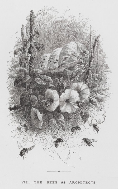Das Insekt: Die Bienen als Architekten (Stich) von Hector Giacomelli