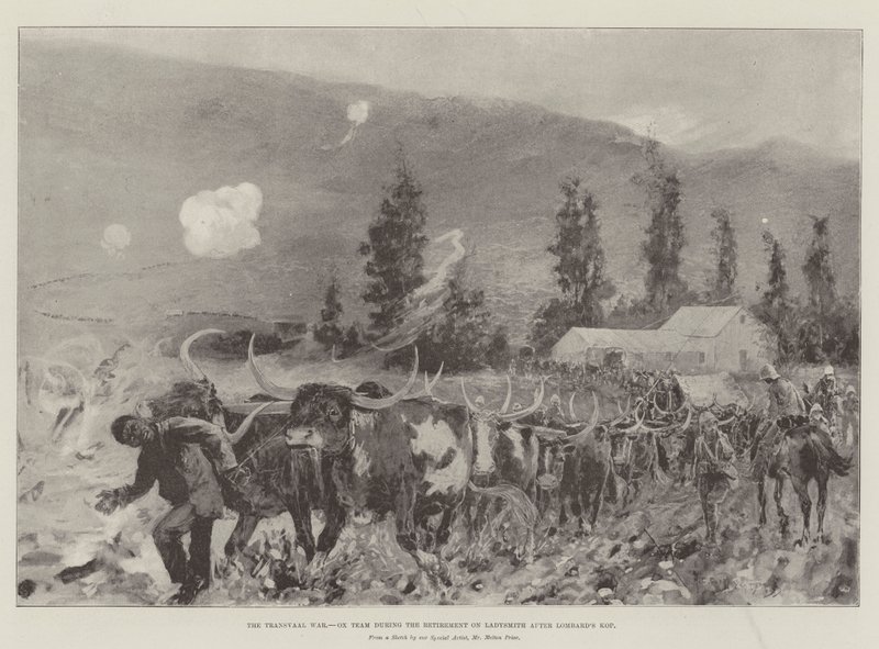 Der Transvaal-Krieg, Ochsengespann während des Rückzugs auf Ladysmith nach Lombard