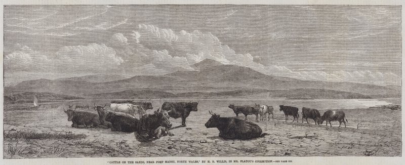 Rinder am Strand, nahe Port Madoc, Nordwales von Henry Brittan Willis