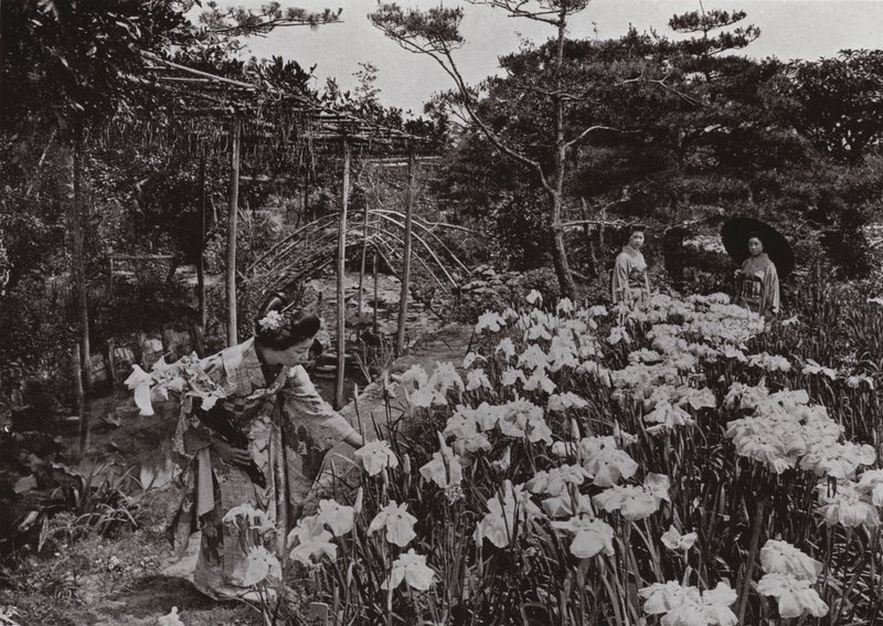 Im Irisgarten in Hori-kiri von Herbert Ponting