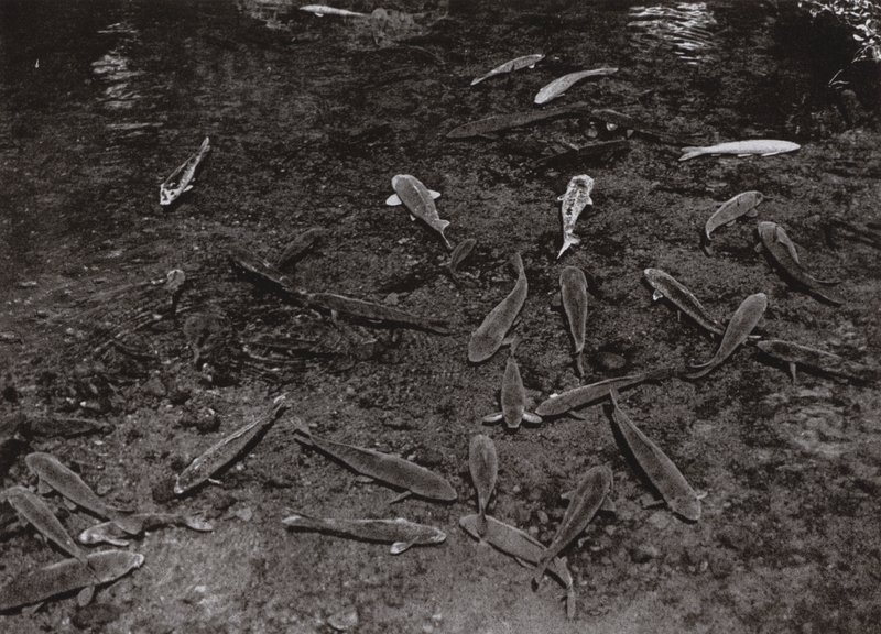 Karpfen im See von Kumamoto von Herbert Ponting