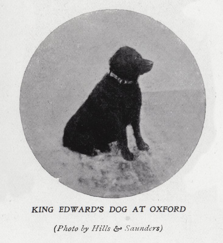 Der Hund von König Edward VII. an der Universität Oxford von Hills and Saunders