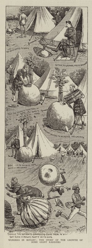 Wunder in der Botanik, die Geschichte des Wachstums einiger riesiger Radieschen von Horatio Gordon Robley
