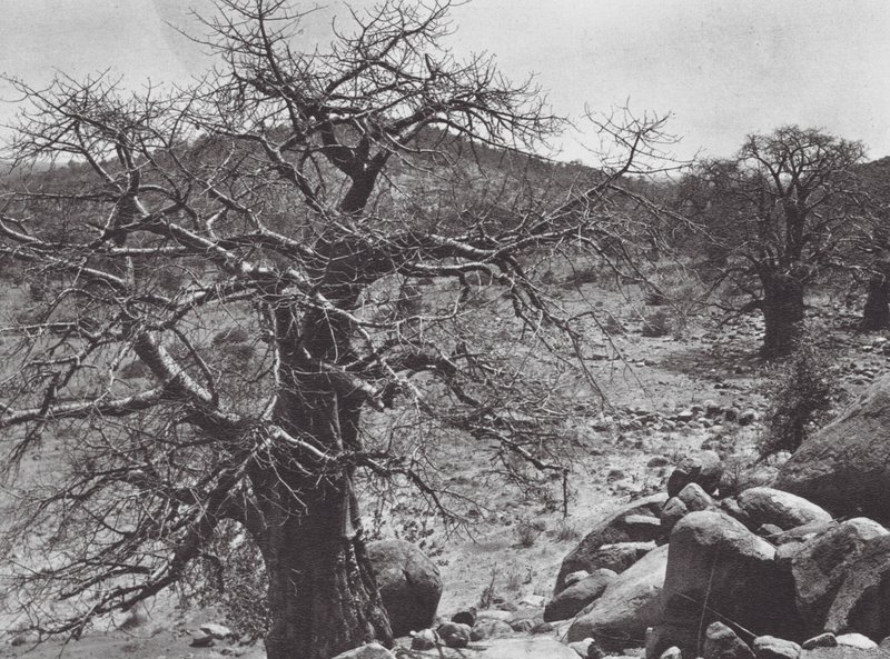 Afrika: Baobab-Baum, Dar Nuba von Hugo Adolf Bernatzik
