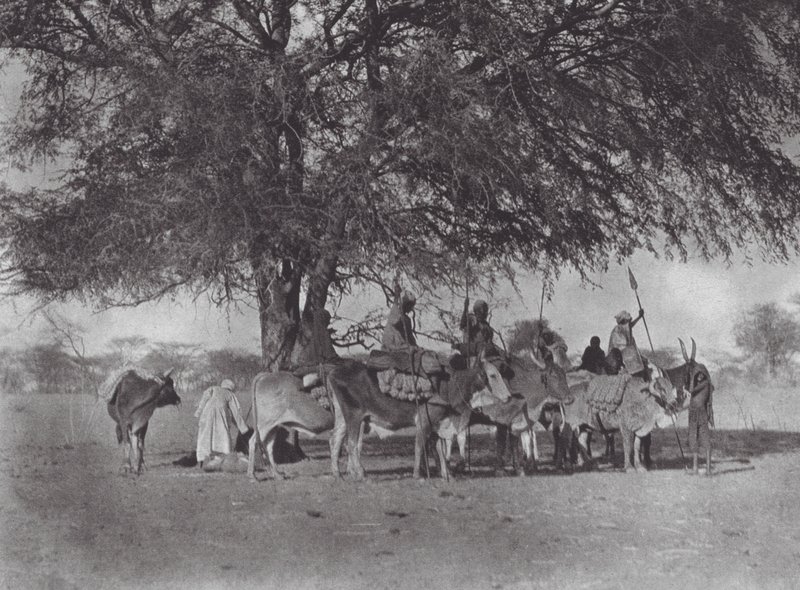 Afrika: Karawane von Ochsenreitern am Weißen Nil (s/w Foto) von Hugo Adolf Bernatzik