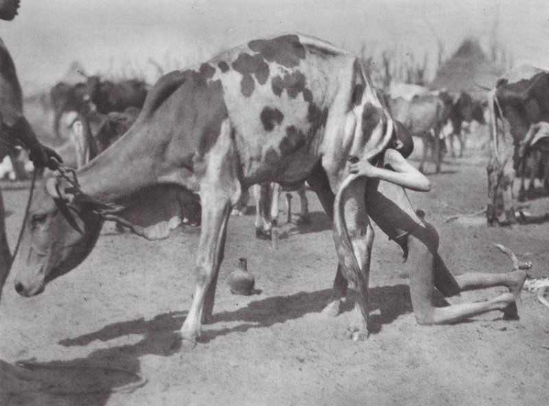 Afrika: Nördlicher Dinka bläst eine Kuh von Hugo Adolf Bernatzik