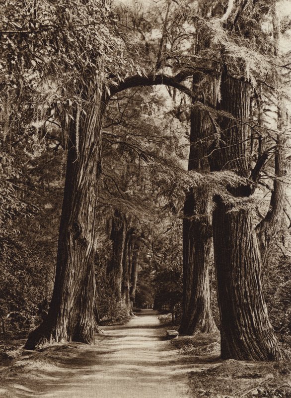 Mexiko: Hauptstadt Mexiko, Chapultepec Park, Alameda der Philosophen von Hugo Brehme