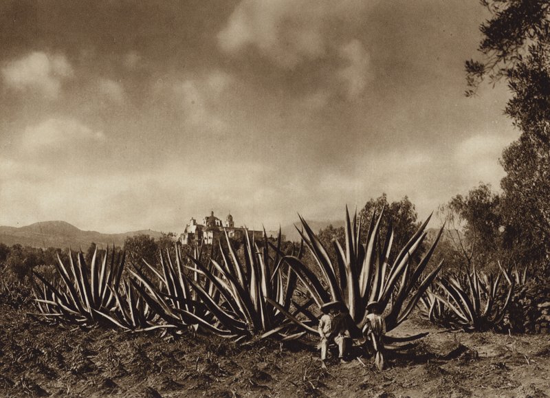 Mexiko: Umgebung von Tepepam mit Agavenfeld von Hugo Brehme