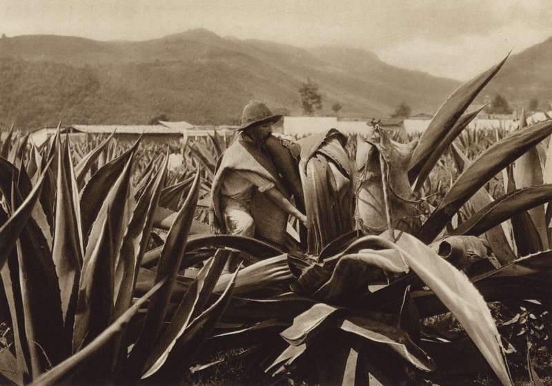 Mexiko: Tlachiquero, der Pulque aus einer Agavenpflanze saugt von Hugo Brehme