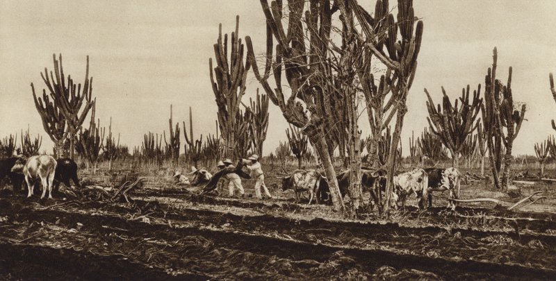 Mexiko: Feldarbeiten, Bundesstaat Sinaloa von Hugo Brehme