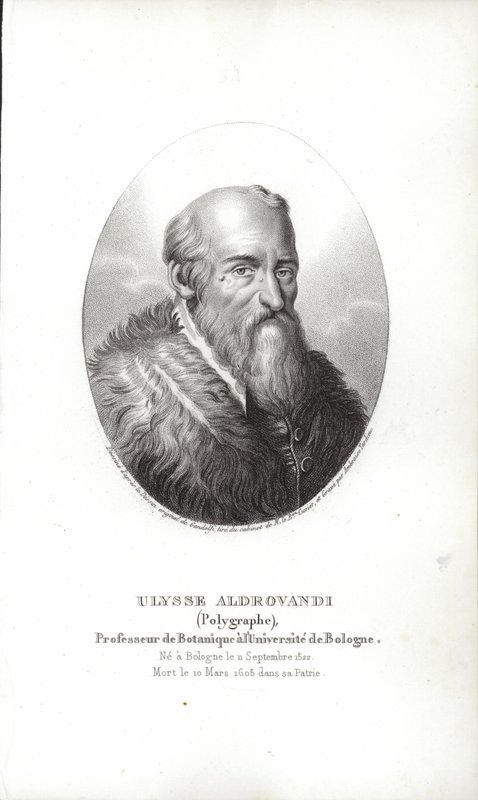 Ulisse Aldrovandi von Italian School