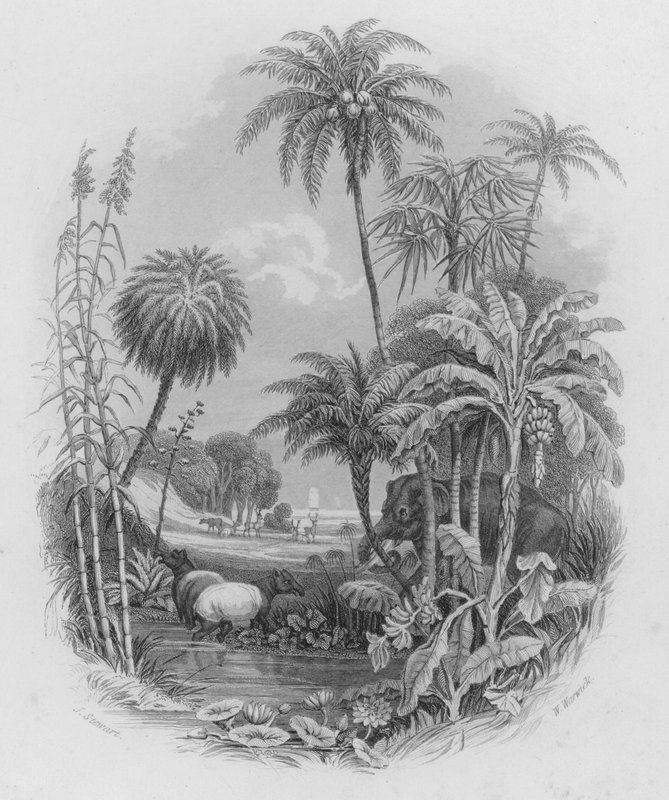 Das Pflanzenreich (farbiger Stich) von J. (after) Stewart