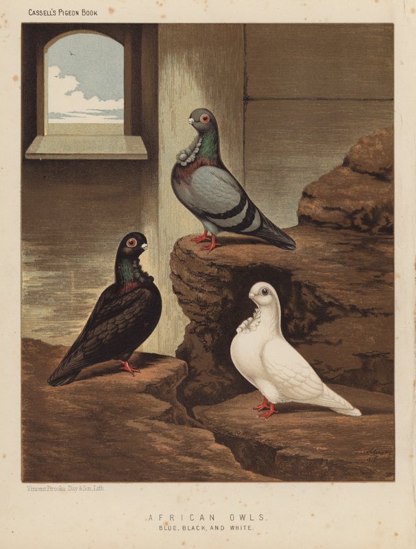 Tauben: Afrikanische Eulen, Blau, Schwarz und Weiß von J. W. (after) Ludlow