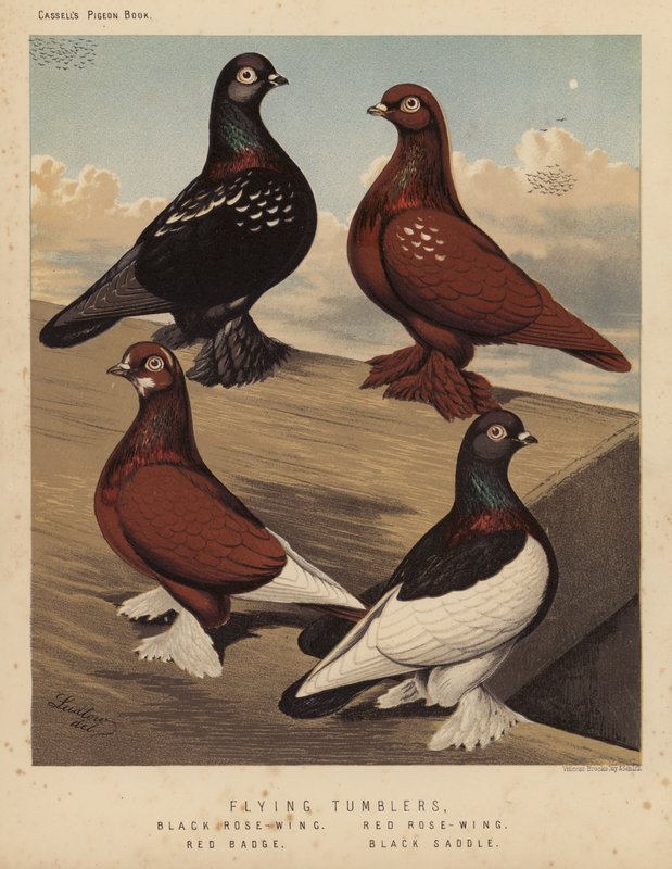 Tauben: Flugtümmler, Schwarze Rosenflügel, Rote Rosenflügel, Rotes Abzeichen, Schwarzer Sattel von J. W. (after) Ludlow