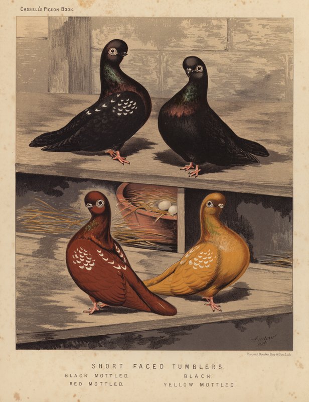 Tauben: Kurzgesichtige Sturzflieger, Schwarz gesprenkelt, Schwarz, Rot gesprenkelt, Gelb gesprenkelt von J. W. (after) Ludlow