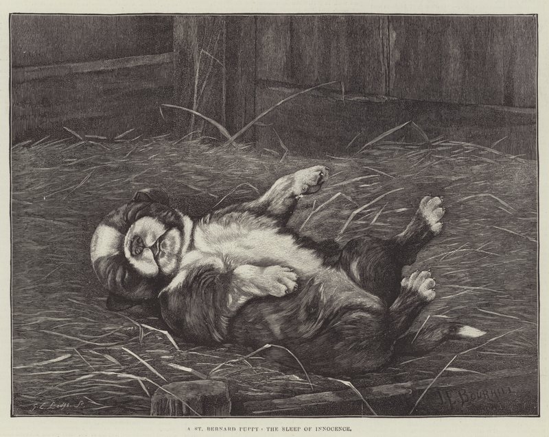 Ein Bernhardinerwelpe, der Schlaf der Unschuld von James E. Bourhill