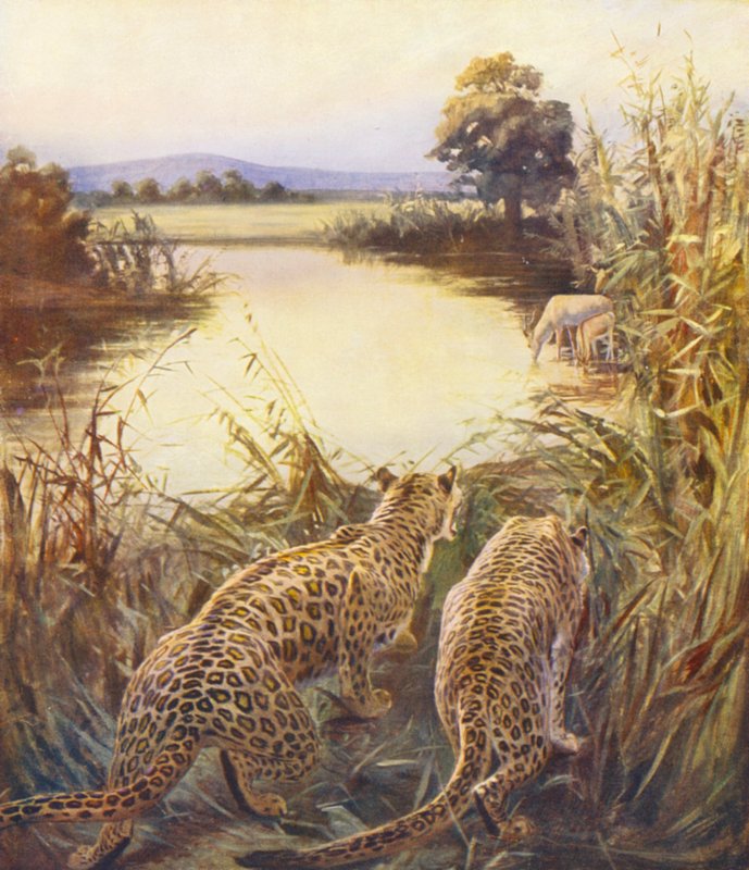 Heiliges Land: Leoparden in "Der Stolz Jordaniens" von James (after) Clark