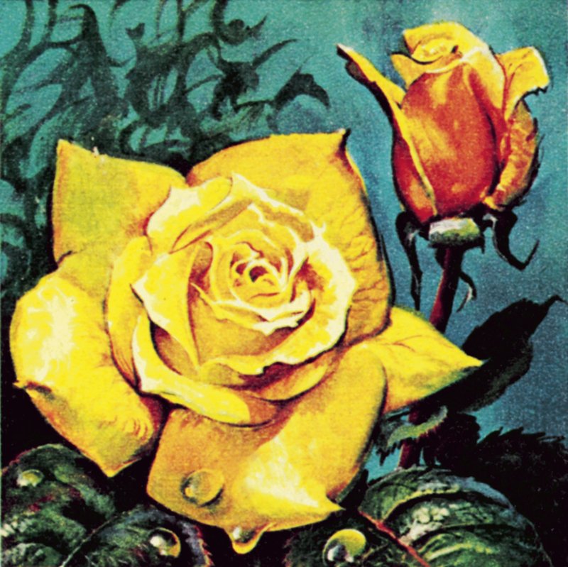 Rose mit Tau von James Edwin McConnell