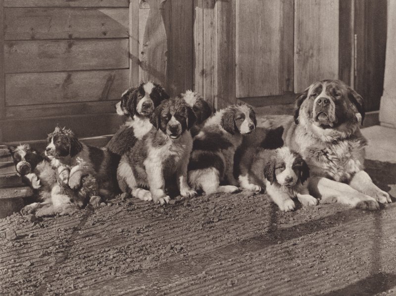 Schweiz: Die berühmten Bernhardinerhunde von Jean Gaberell