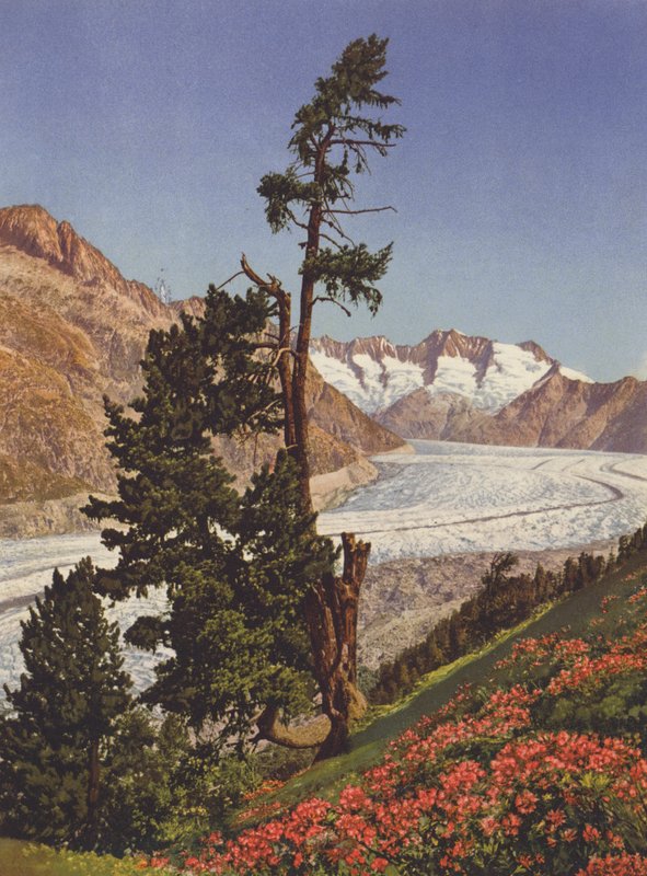 Schweiz: Blick auf den Aletschgletscher und die Fiescherhörner von Jean Gaberell