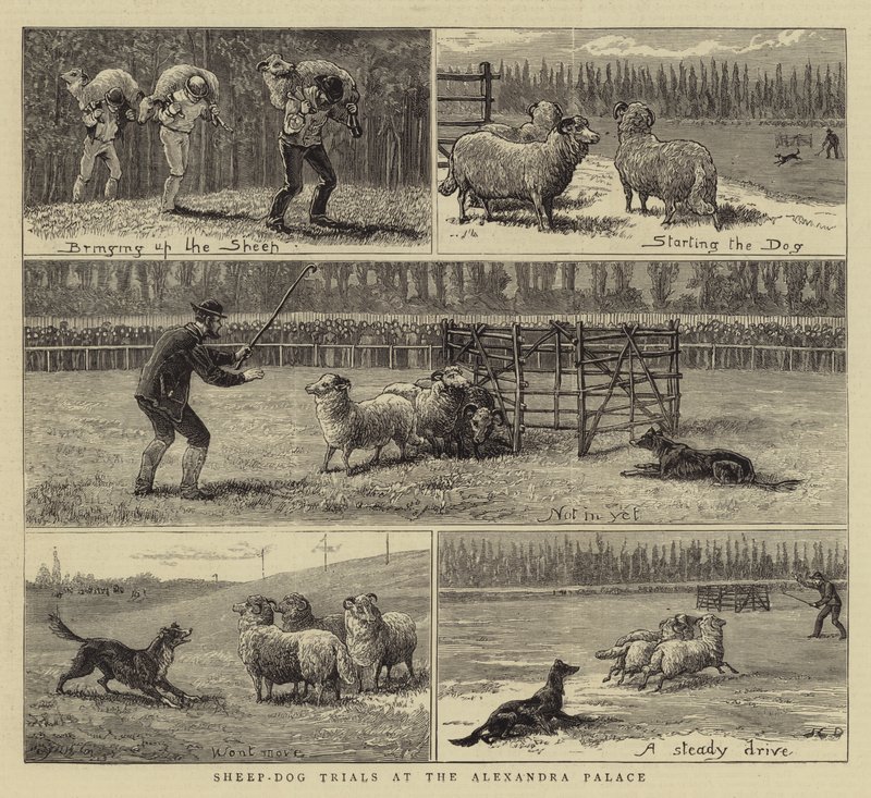 Schafhund-Wettbewerbe im Alexandra Palace von John Charles Dollman