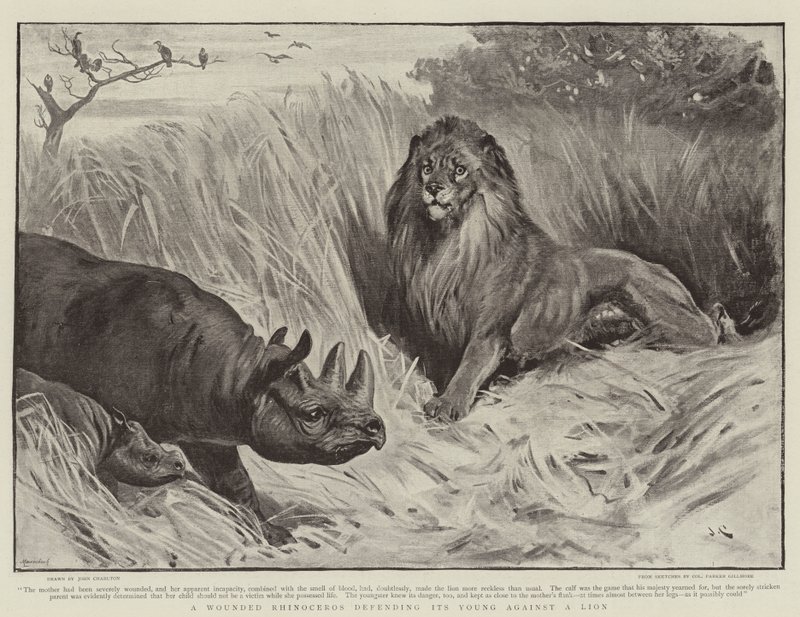 Ein verwundetes Nashorn verteidigt sein Junges gegen einen Löwen von John Charlton