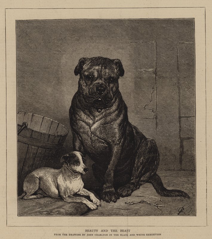 Die Schöne und das Biest von John Charlton