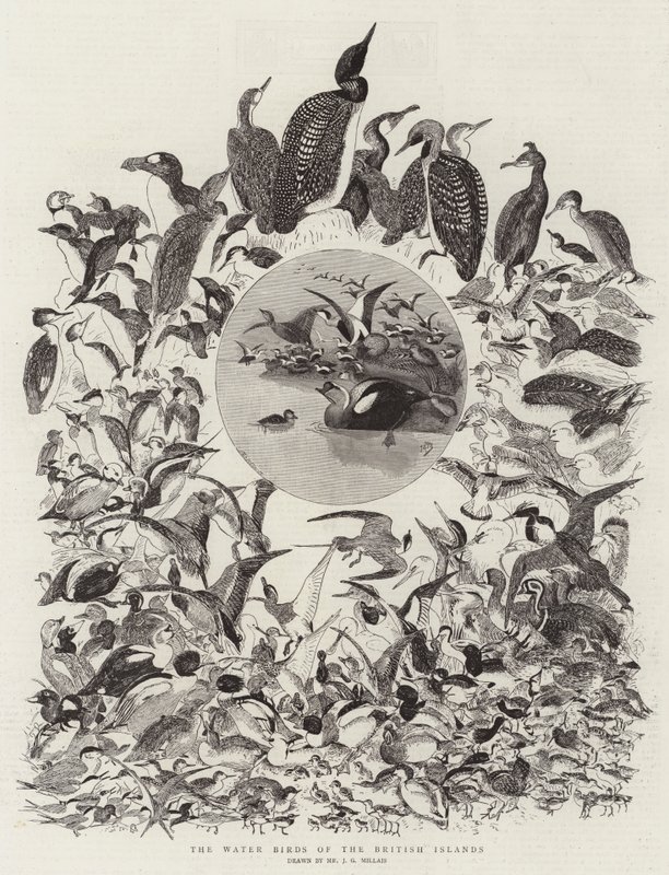 Die Wasservögel der Britischen Inseln von John Everett Millais