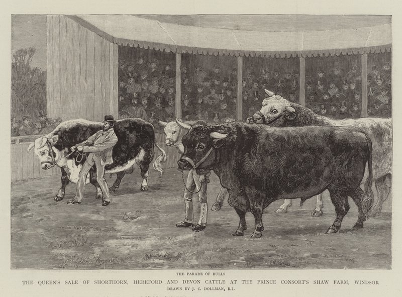 Der Verkauf von Shorthorn-, Hereford- und Devon-Rindern der Königin auf der Shaw Farm des Prinzgemahls, Windsor von John Charles Dollman