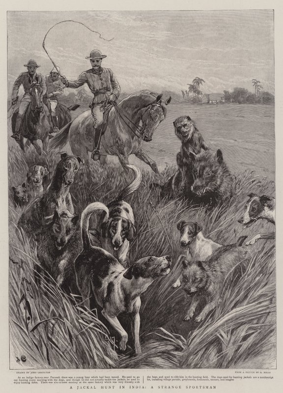Eine Schakaljagd in Indien, ein seltsamer Sportsmann von John Charlton