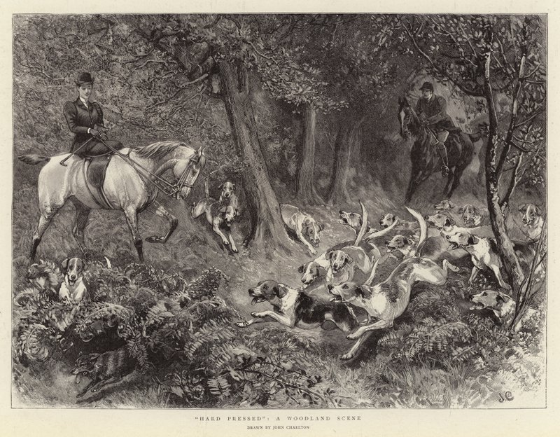 Hart bedrängt, eine Waldszene von John Charlton