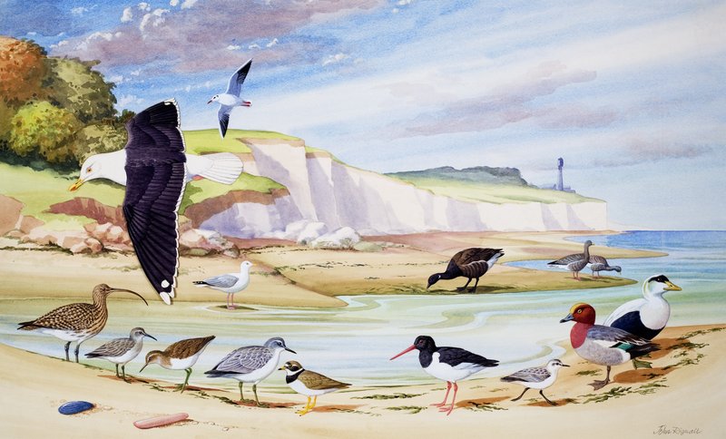 Seevögel von John Rignall