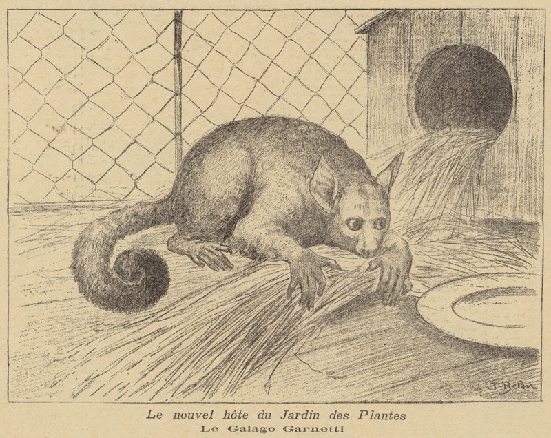 Garnetts Galago, neuer Bewohner des Jardin des Plantes von Jose Belon