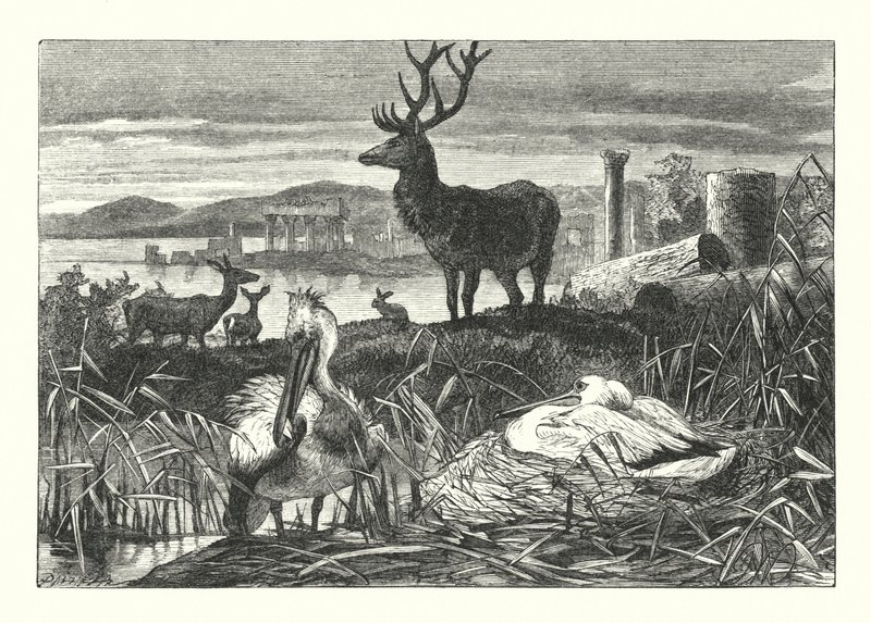 Verfall des irdischen Prunks von Joseph (after) Wolf