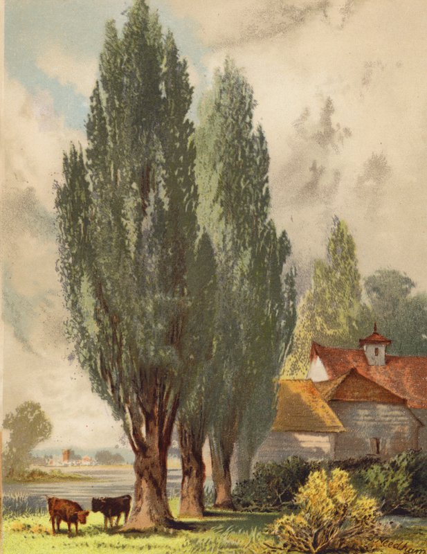 Lombardische Pappeln, englische Szene von Joseph Needham