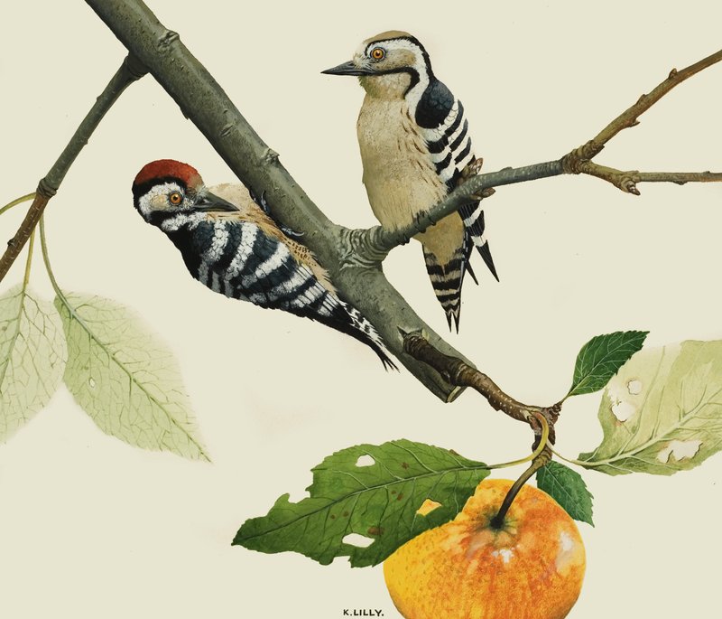 Der Kleinspecht, Männchen und Weibchen von Kenneth Lilly
