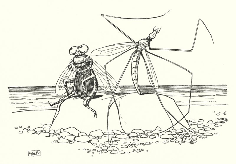 Der Weberknecht und die Fliege von Leonard Leslie Brooke