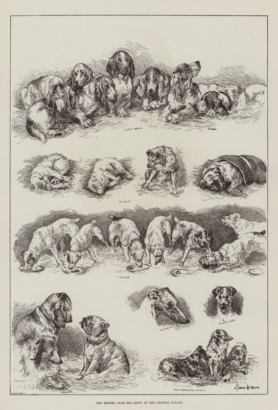 Die Hundeschau des Kennel Clubs im Crystal Palace von Louis Wain