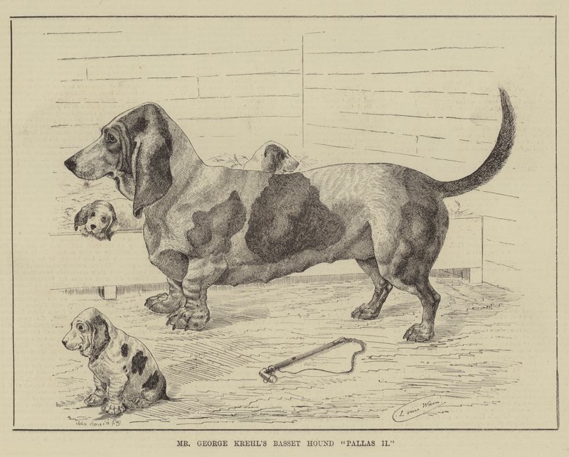 Mr. George Krehls Basset Hound Pallas II von Louis Wain