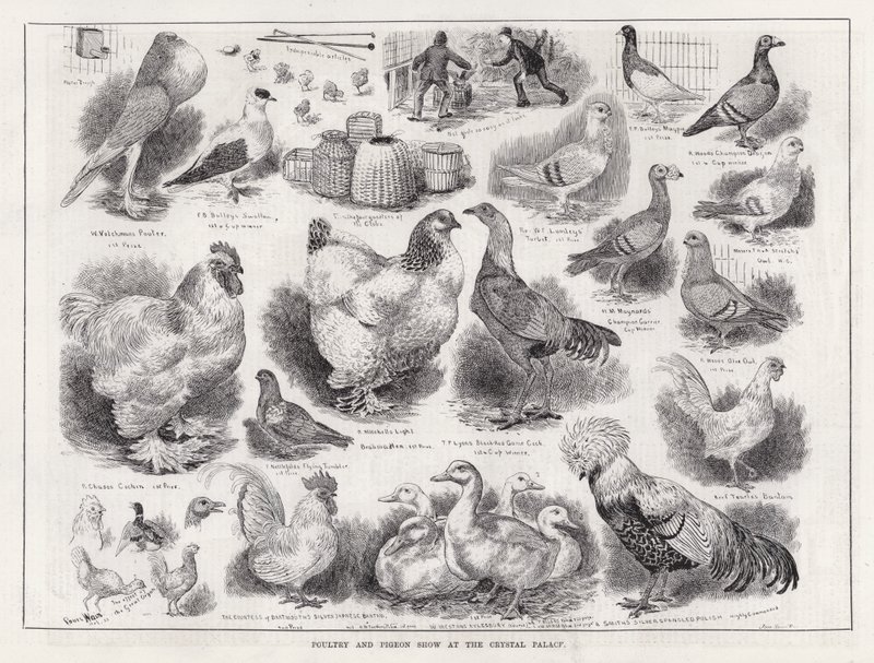 Geflügel- und Taubenschau im Crystal Palace von Louis Wain