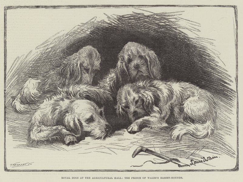 Königliche Hunde in der Agricultural Hall, die Basset-Hunde des Prinzen von Wales von Louis Wain