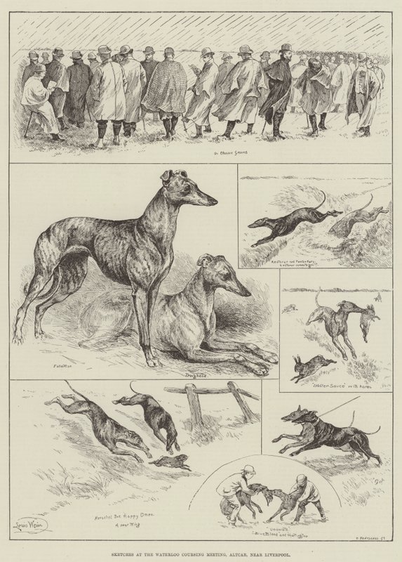 Skizzen beim Waterloo Coursing Meeting, Altcar, in der Nähe von Liverpool von Louis Wain